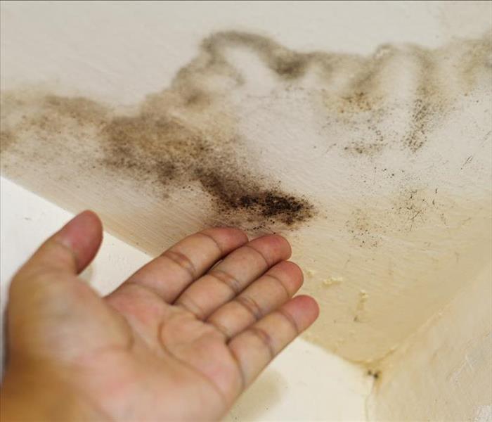 A man's hand pointing to black mold growing on the ceiling